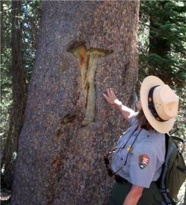 Park ranger showing a trail marker carved into a tree.